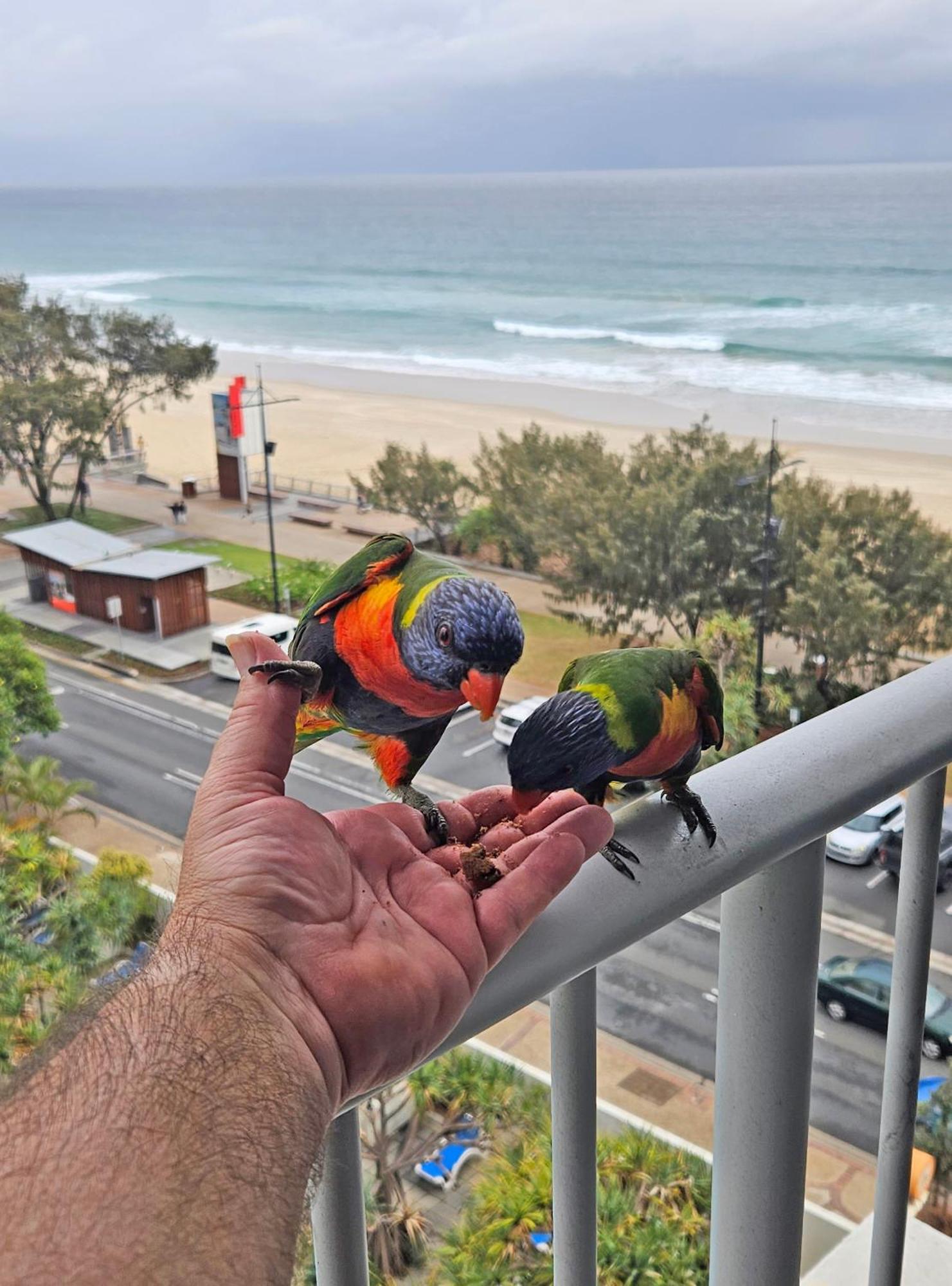 Beachfront Studio Gold Coast Ngoại thất bức ảnh